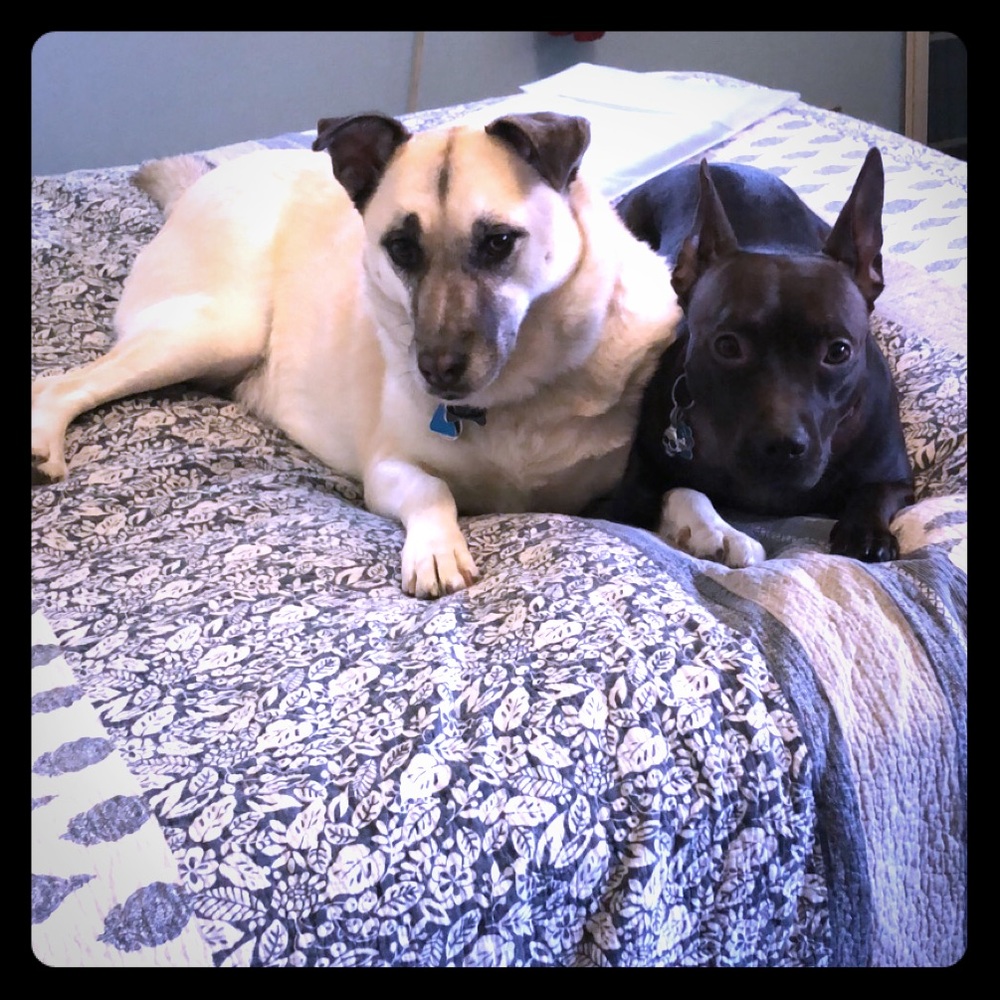 We have a smoke free, dog friendly home!